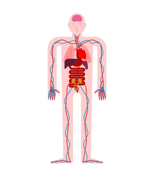 人体解剖学臓器内部 男の体や臓器のシステム 医療システム ベクトル Illustratio — ストックベクタ