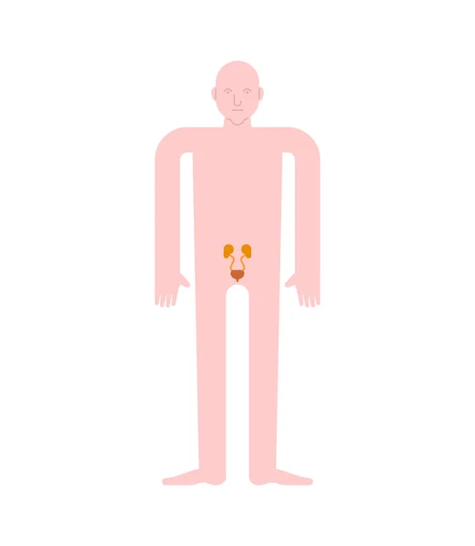 Kidney Bladder Human Anatomy Gastrointestinal Tract Internal Organs Systems Man — Stock Vector