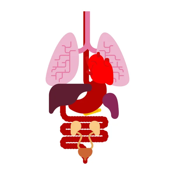 人体解剖学臓器内部 男の体や臓器のシステム 医療システム ベクトル Illustratio — ストックベクタ