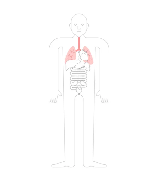 Pulmones Anatomía Humana Tracto Gastrointestinal Órganos Internos Sistemas Cuerpo Órganos — Vector de stock