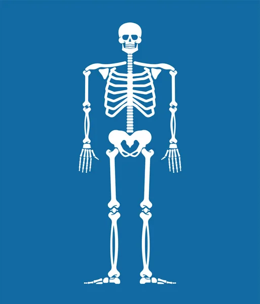 Szkielet Anatomia Człowieka Układu Kostnego Przekroju Kości Czaszki Żebra Kości — Wektor stockowy