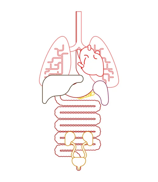 Ανθρώπινη Ανατομία Όργανα Εσωτερική Συστήματα Σώμα Ανθρώπου Και Όργανα Ιατρικά — Διανυσματικό Αρχείο
