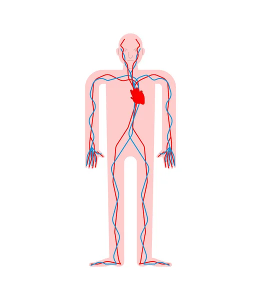 Sistema Circolatorio Cuore Vasi Sanguigni Aorta Arteria Anatomia Umana Organi — Vettoriale Stock