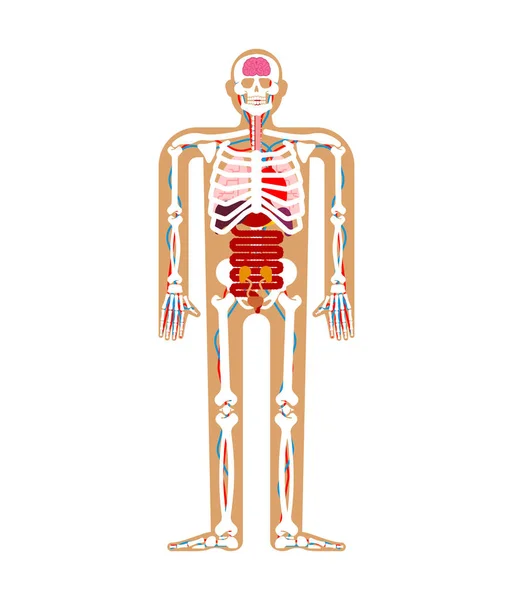 Menschliches Anatomiesystem Skelett Und Innere Organe Systeme Des Menschlichen Körpers — Stockvektor