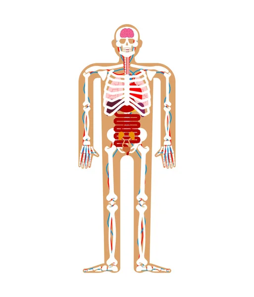 Système Anatomie Humaine Squelette Organes Internes Systèmes Corps Organes Humains — Image vectorielle