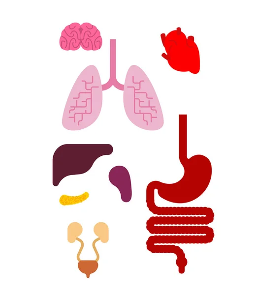 Menschliche Anatomie Organe Internen Satz Herz Und Hirn Leber Und — Stockvektor