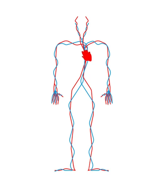 Sistema Circulatorio Corazón Vasos Sanguíneos Aorta Arteria Anatomía Humana Órganos — Vector de stock