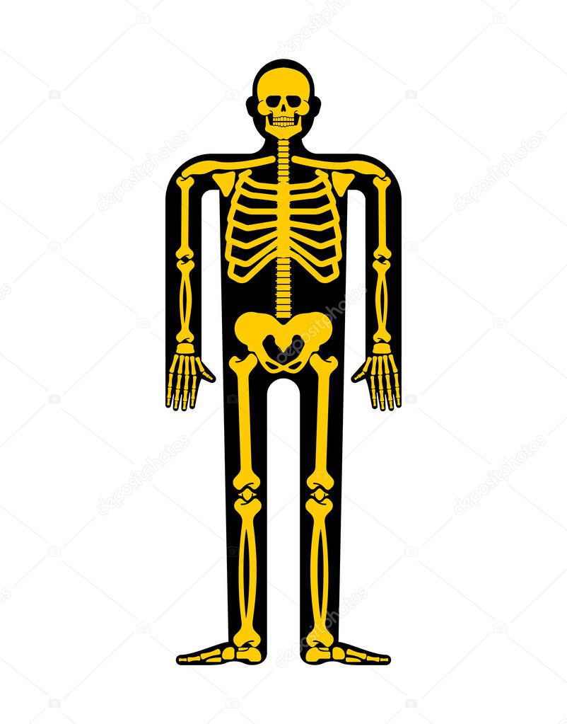 Skeleton anatomy human. Skeletal system cross section. Bones and skull. Ribs and pelvic bone. vector illustration
