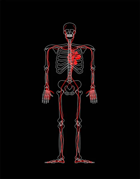 Цветок Скелетного Сердца Анатомия Любовника Система Циркуляции Любви — стоковый вектор
