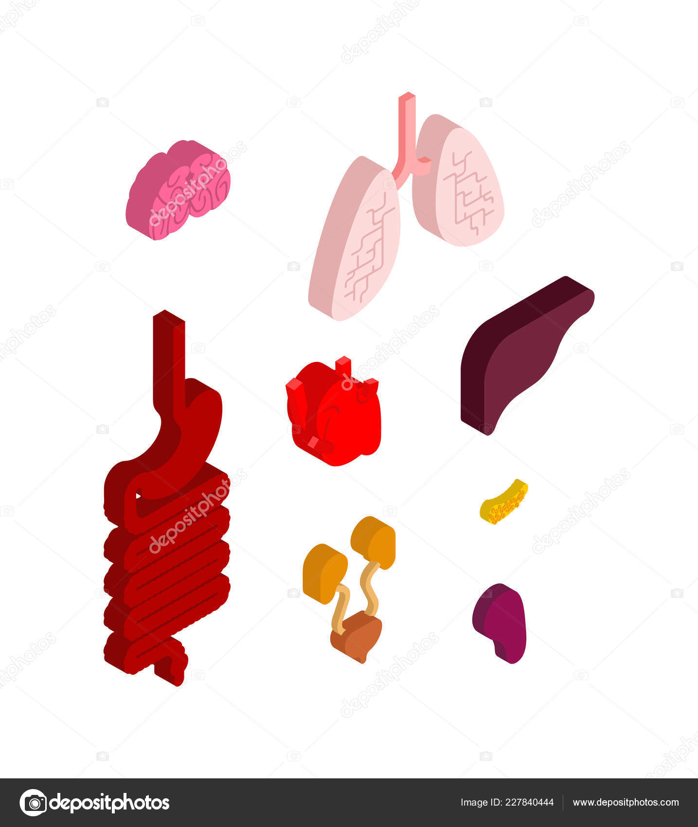 Human male body with internal organs schema flat infographic poster vector  illustration. Man silhouette with lungs, heart, thyroid, stomach, liver,  kidneys, intestine, pancreas, spleen Stock Vector | Adobe Stock, image size:1435x1700