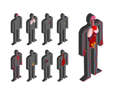 İnsan anatomisi vücut izometrik. İç organları 3d. Vücut organ sistemleri. Kalp ve böbrekler. Beyin ve mide. Kan damarı