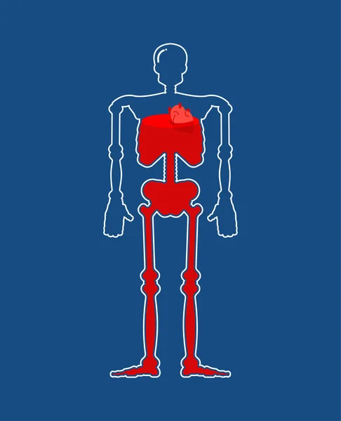 Прозоре Скло Скелет Кров Пляшка Тіла Всередині Червоної Рідини Векторне — стоковий вектор