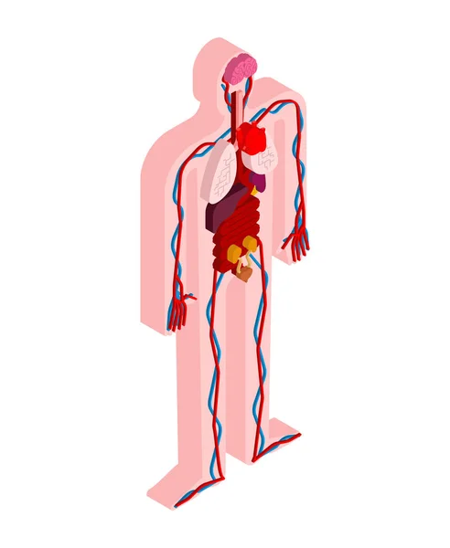 Anatomii Ludzkiego Ciała Izometryczny Narządy Wewnętrzne Narządów Ciała Serca Nerek — Wektor stockowy
