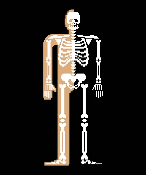 Skelet Pixelart Anatomie Van Schedel Botten Bit Pixelate Pelvic Bot — Stockvector