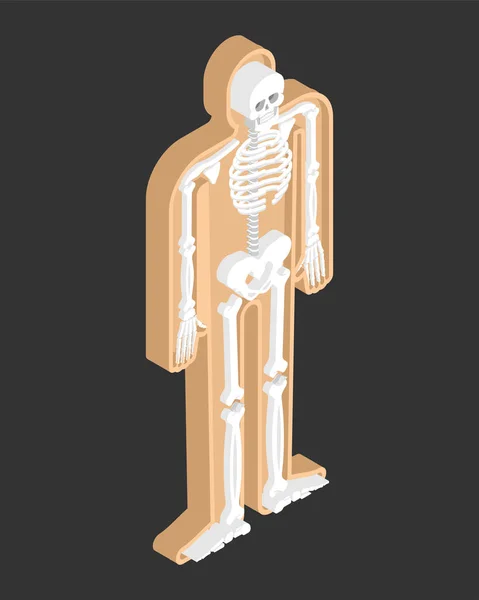 人体的骨骼等距解剖 骷髅和骨头 骨盆骨和肋骨 脊椎和脊椎 器官系统主体 — 图库矢量图片