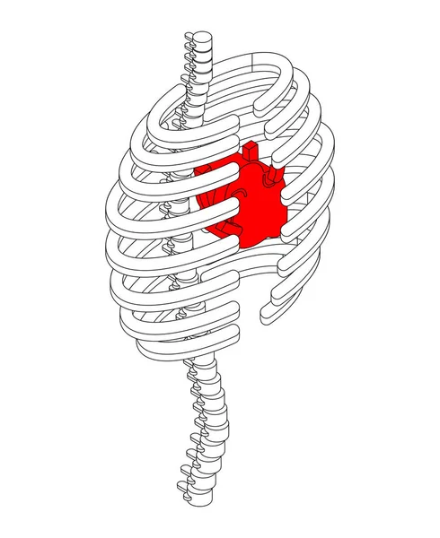 Rib Cage Hart Isometrische Stijl Ribben Anatomie Lichaam Inwendige Organen — Stockvector