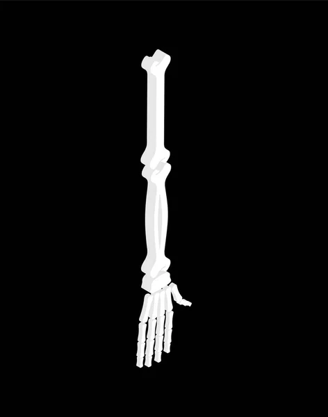 Isolement Isométrique Bras Osseux Anatomie Des Système Squelettique Humain — Image vectorielle
