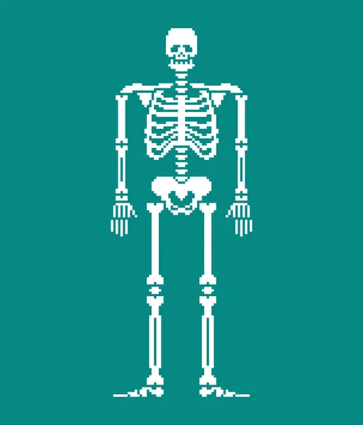 骨架像素艺术 头骨和骨头解剖8位 皮克斯特拉特骨盆骨和肋骨 脊椎和脊椎 人体骨骼系统16位 旧游戏计算机图形样式 — 图库矢量图片