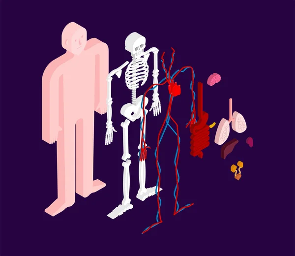 人体解剖体等尺性 体の器官システム 心臓や腎臓 脳と胃 — ストックベクタ