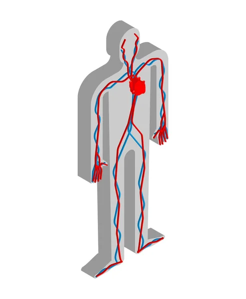 Serca Naczyń Systemu Izometryczny Anatomii Ludzkiego Ciała Narządy Wewnętrzne Narządów — Wektor stockowy