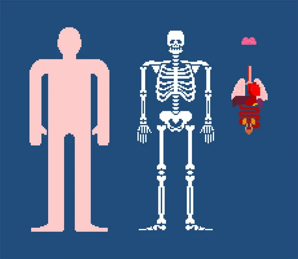 Human Anatomy Pixel Art 8Bit Internal Organs Skeleton Pixelate 16Bit — Stock Vector