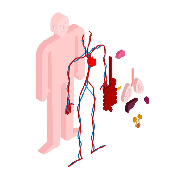 Menselijke Anatomie Lichaam Isometrische Inwendige Organen Orgaansystemen Van Het Lichaam — Stockvector