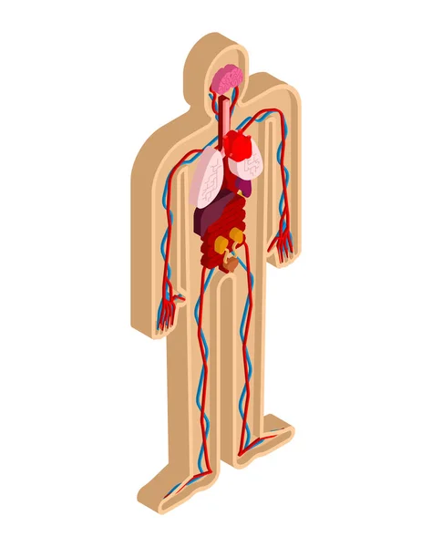 人体解剖身体等距 器官系统的身体 心脏和肾脏 大脑和胃 — 图库矢量图片