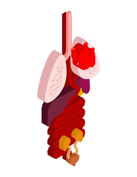 Órgano Interno Isométrico Anatomía Del Cuerpo Humano Corazón Cerebro Hígado — Vector de stock