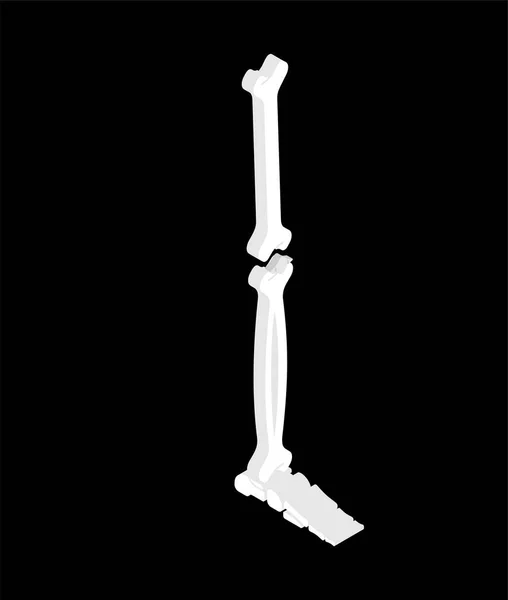 Isolement Isométrique Des Jambes Osseuses Anatomie Des Système Squelettique Humain — Image vectorielle
