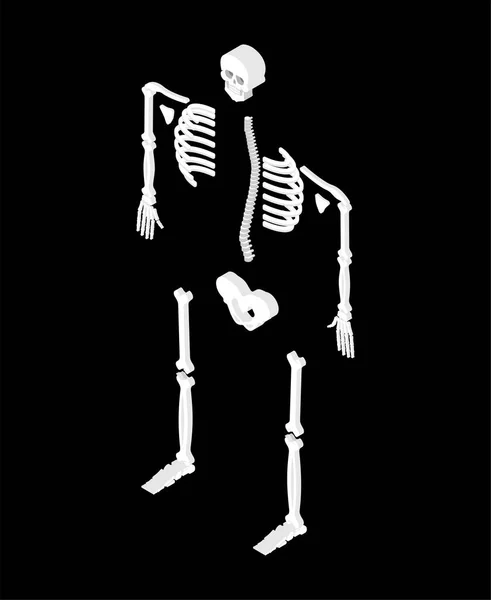 骨架等距隔离 骷髅和骨头 骨盆骨和肋骨 脊椎和脊椎 人骨系统 — 图库矢量图片