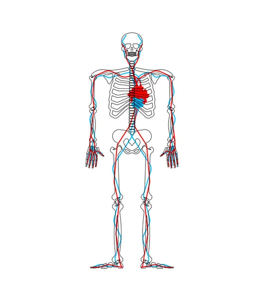 骷髅心花 情人解剖 爱情循环系统 — 图库矢量图片