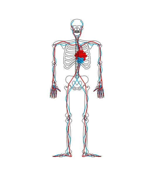 Szkielet Serca Kwiat Anatomia Kochanka Układu Krążenia Miłości — Wektor stockowy