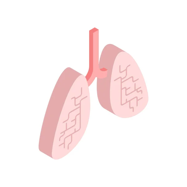 Pulmones Isométricos Aislados Órgano Interno Anatomía Del Cuerpo Humano Cuerpo — Vector de stock