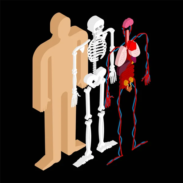 Anatomia Humana Corpo Isométrico Órgãos Internos Sistemas Órgãos Corpo Coração — Vetor de Stock