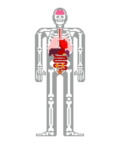 Anatomía Humana Pixel Art 8Bit Órganos Internos Esqueleto Pixelato Bits — Vector de stock