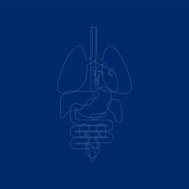 İç organları X-ray insan anatomisi vücut. Kalp ve akciğerler. Karaciğer ve mide. Yemek borusu ve pankreas. Böbrek ve dalak