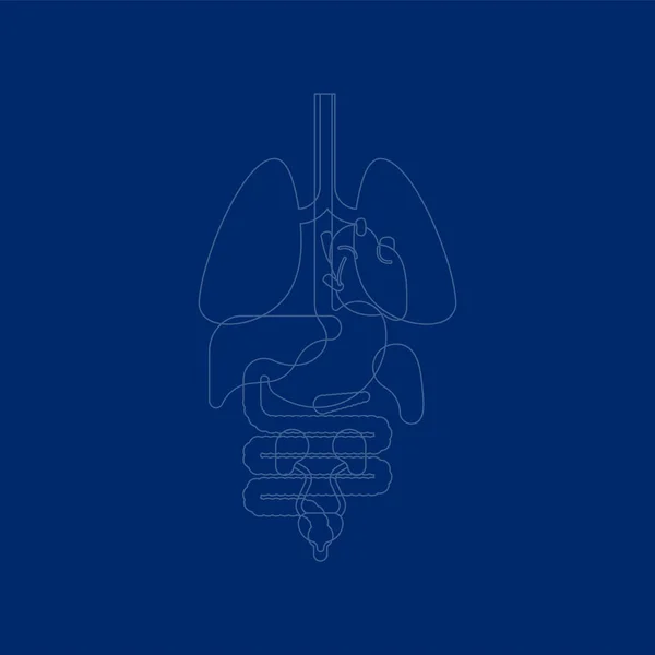 Órganos Internos Radiografía Cuerpo Humano Anatomía Corazón Pulmones Hígado Estómago — Archivo Imágenes Vectoriales