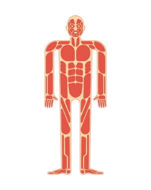 Muscular anatomy. Muscles system human body system. clipart
