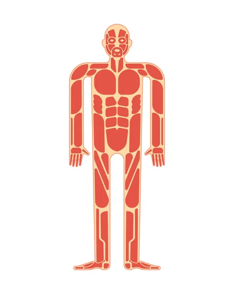 Anatomia Muscular Sistema Muscular Sistema Corpo Humano —  Vetores de Stock