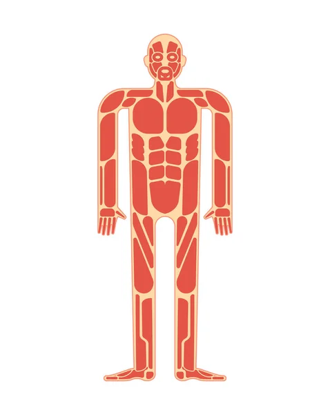 Anatomia Mięśni Mięśnie Ciała Ludzkiego Systemu — Wektor stockowy