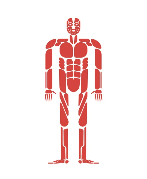 Kas Sistemi Insan Vücudunun Sistemi Kas Anatomisi — Stok Vektör