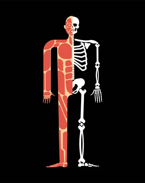 Sistema Muscular Esquelético Esqueleto Anatomia Muscular Ossos Sistema Muscular Corpo — Vetor de Stock