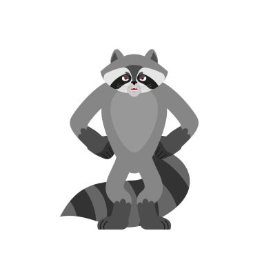 Rakun kızgın. Racoon kötü duygular avatar. Rakun agresif. Vektör çizim