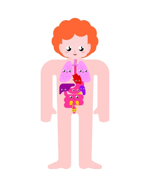 Órgãos Anatômicos Humanos Bonitos Internos Estilo Cartoon Sistemas Corpo Órgãos —  Vetores de Stock