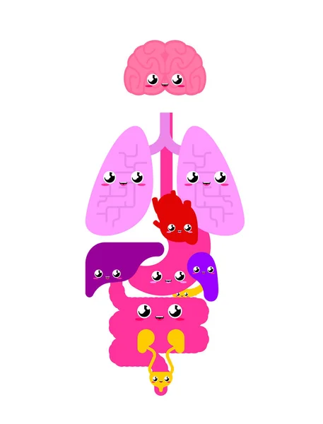 Órgãos Anatômicos Humanos Bonitos Internos Estilo Cartoon Sistemas Corpo Órgãos — Vetor de Stock