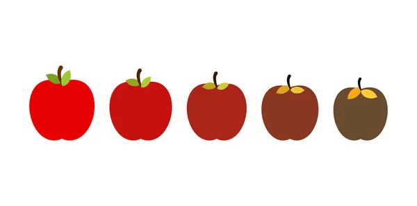 Etapa de manzana podrida. Hermosa fruta fresca roja y vieja podrida — Vector de stock