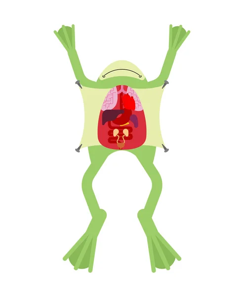 Anatomy frog. Internal organs of toad. Amphibian preparation — Stock Vector