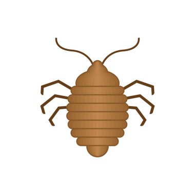 Yatak böceği izole edilmiş. tahtakurusu. chinch vektör illüstrasyon