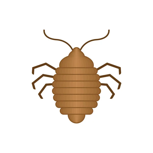 Szoba bug elszigetelt. bedbug. chinch vektor illusztráció — Stock Vector