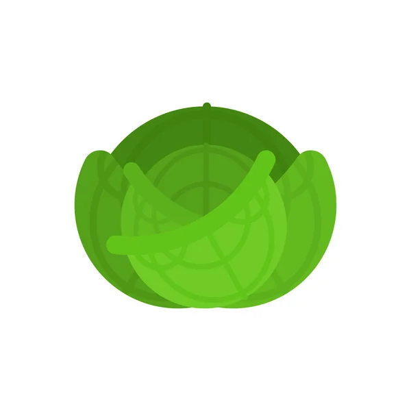 Απομονωμένα λάχανα. Πράσινο Λαχανικό. Εικονογράφηση φορέα τροφίμων — Διανυσματικό Αρχείο